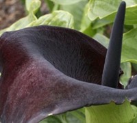 Black Calla Lily