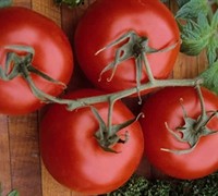 Rutgers Tomato