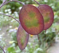 Sweet Honesty