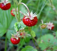 Wild Strawberry
