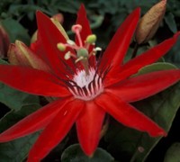 Red Passion Vine