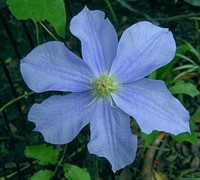 Will Goodwin Clematis