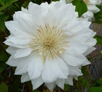 Duchess Of Edinburgh Clematis