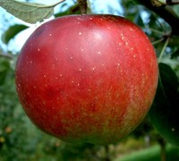 Stayman Winesap Apple