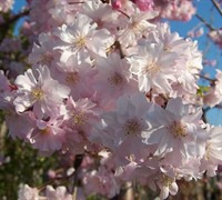 Pink Weeping Cherry Tree