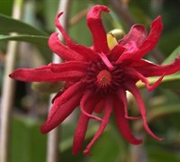 Florida Anise