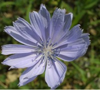 Chicory