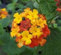Miss Huff Hardy Lantana