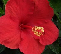 Red Tropical Hibiscus