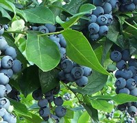 Premier Blueberry Bush