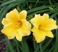 Stella De Oro Daylily