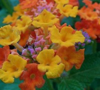 Sonset Lantana