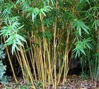 Alphonse Karr Bamboo