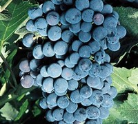 Mars Seedless Grape