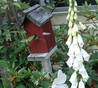 Emerson Foxglove