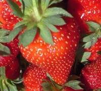 Albion Strawberry