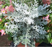 Dusty Miller