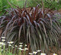 Princess Caroline Purple Fountain Grass