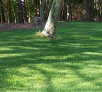 Turf Type Tall Fescue