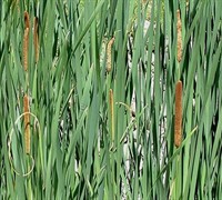 Blue Cattail
