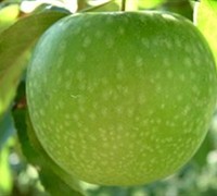 Granny Smith Apple