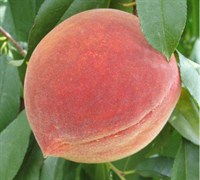 Elberta Peach