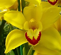 Cymbidium Orchid