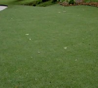 Bermudagrass Tifway 419