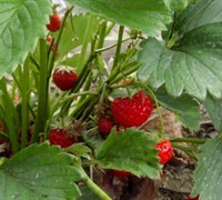 Eversweet Strawberry