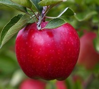 Red Delicious Apple