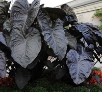 Diamond Head Elephant Ear