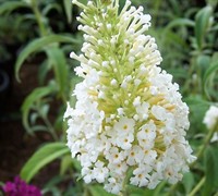 White Profusion Butterfly Bush