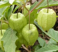 Tomatillo