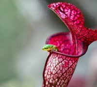 Dana's Delight Pitcher Plant