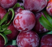 Santa Rosa Plum