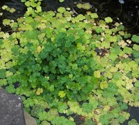 Water Clover
