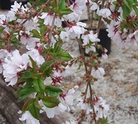 Snow Fountain Weeping Cherry
