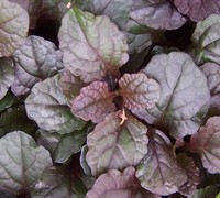 Catlin's Giant Ajuga