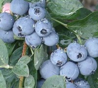 Becki Blue Blueberry