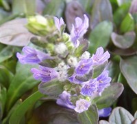 Chocolate Chip Ajuga