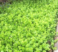 Creeping Jenny