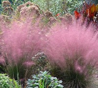 Muhly Grass