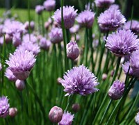 Chives