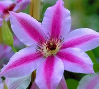 Nelly Moser Clematis