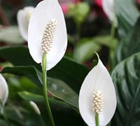 Peace Lily