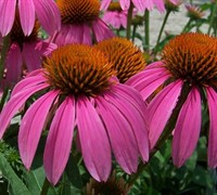 Ruby Star Coneflower