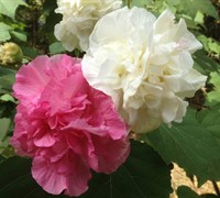 Confederate Rose Hibiscus