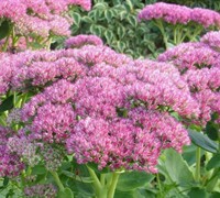 Autumn Joy Sedum