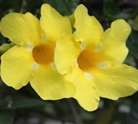 Yellow Allamanda Vine