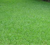 TiflBlair Centipede Grass